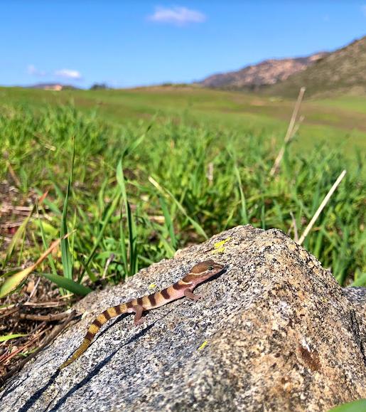 San Diego Banded Gecko (Coleonyx variegatus abbotti)