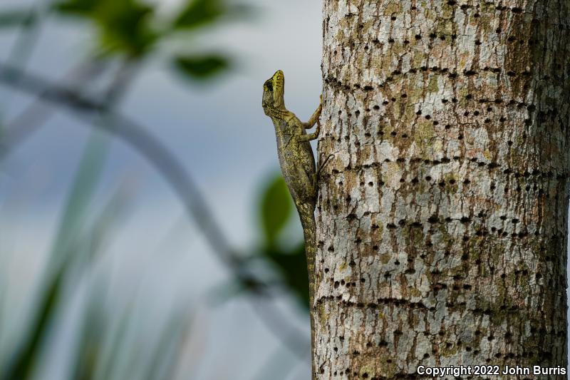 Brown Basilisk (Basiliscus vittatus)