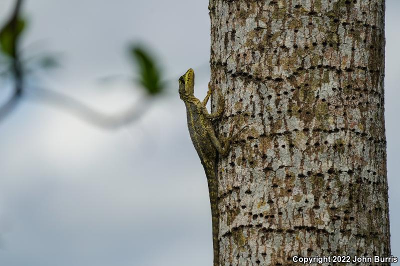 Brown Basilisk (Basiliscus vittatus)