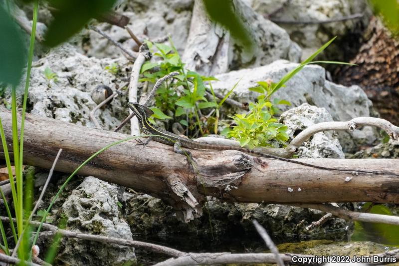 Brown Basilisk (Basiliscus vittatus)