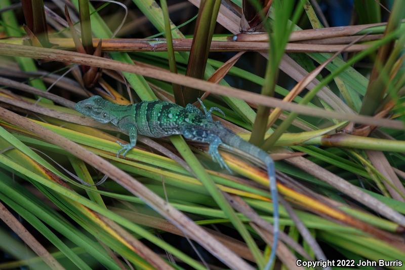 Gray's Spiny-tailed Iguana (Ctenosaura similis)