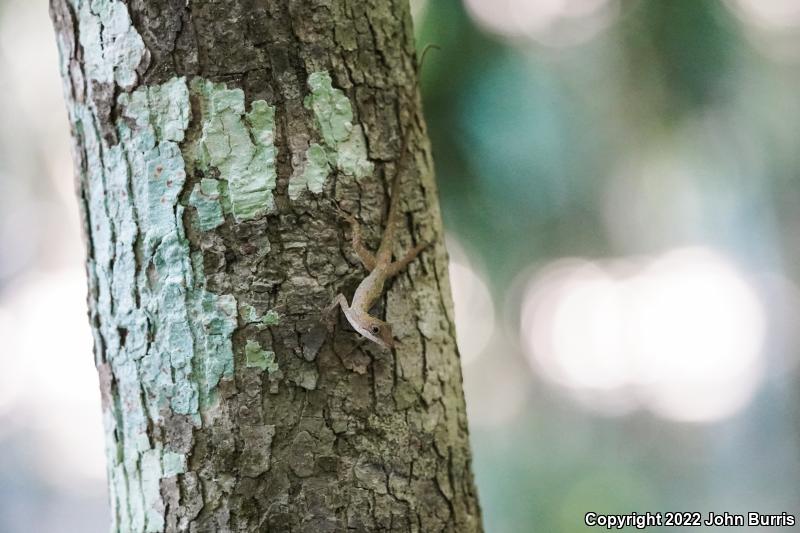 Slender Anole (Anolis rodriguezi rodriguezi)