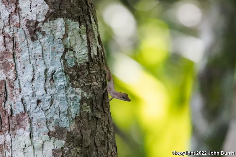 Slender Anole (Anolis rodriguezi rodriguezi)