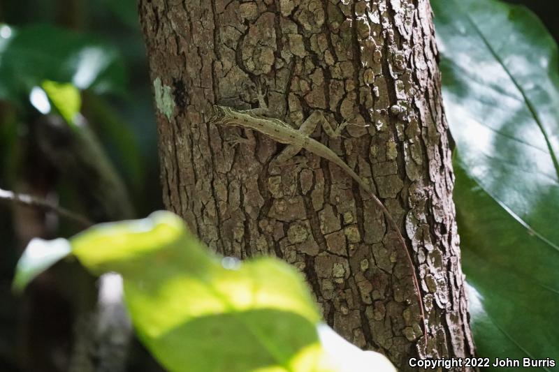 Ghost Anole (Anolis lemurinus)