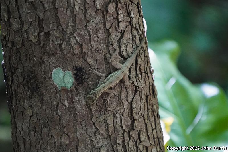 Ghost Anole (Anolis lemurinus)