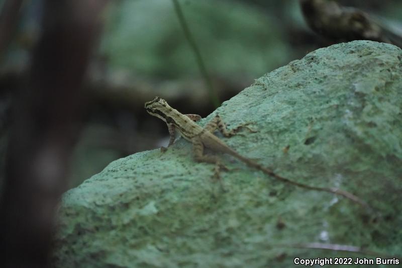 Ghost Anole (Anolis lemurinus)