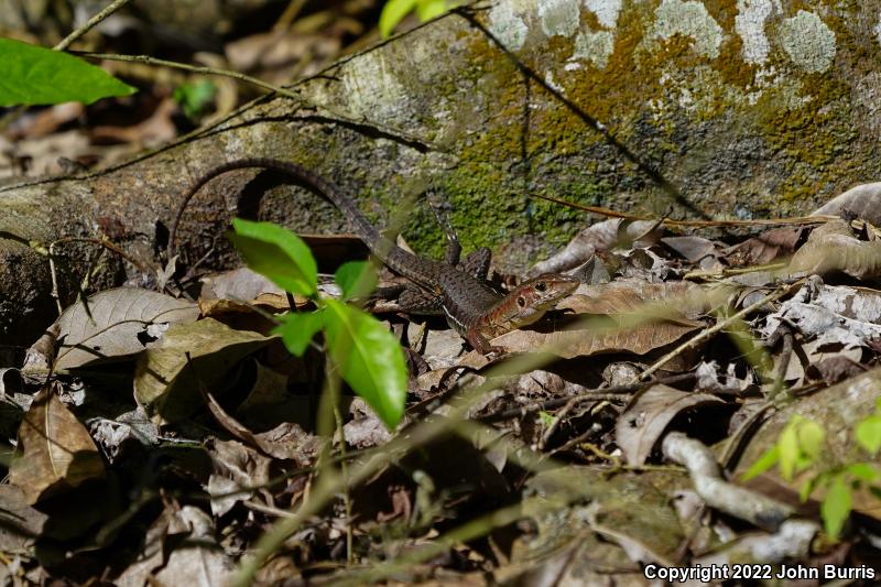 Rainbow Ameiva (Ameiva undulata)