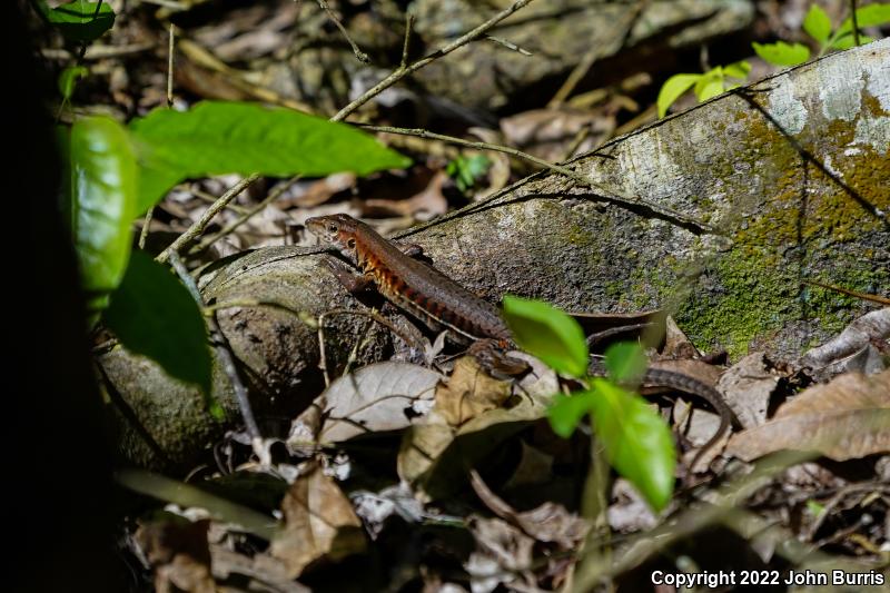 Rainbow Ameiva (Ameiva undulata)