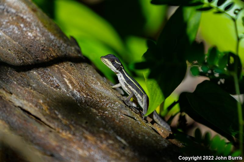 Brown Basilisk (Basiliscus vittatus)