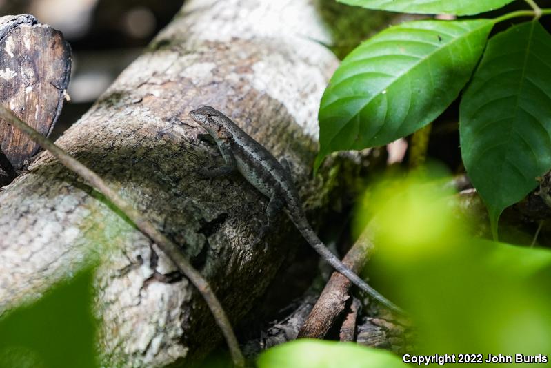 Yellow-spotted Spiny Lizard (Sceloporus chrysostictus)