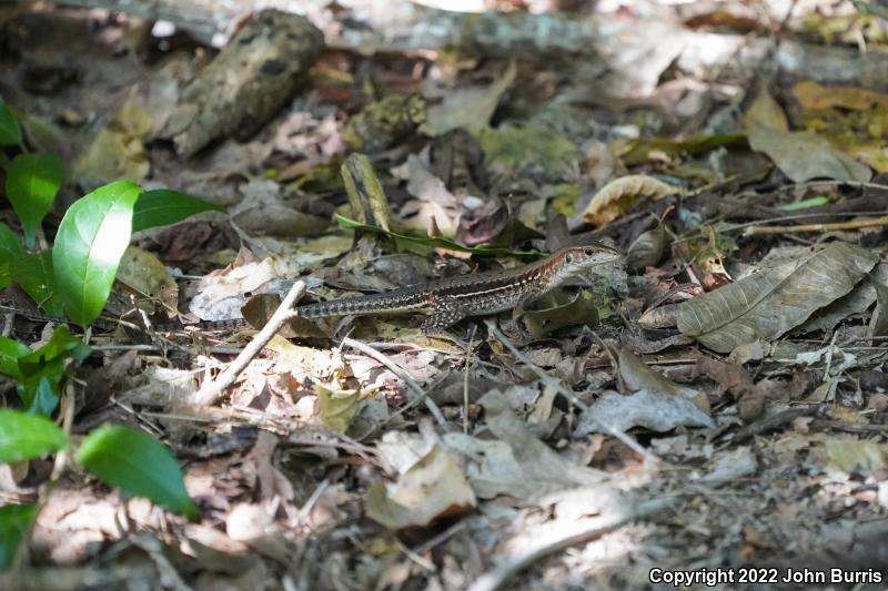 Rainbow Ameiva (Ameiva undulata)