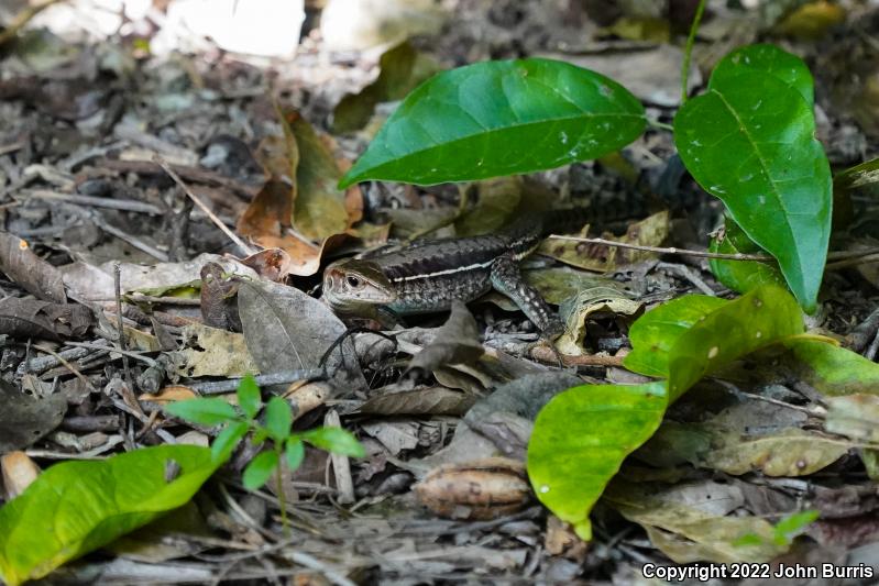 Rainbow Ameiva (Ameiva undulata)