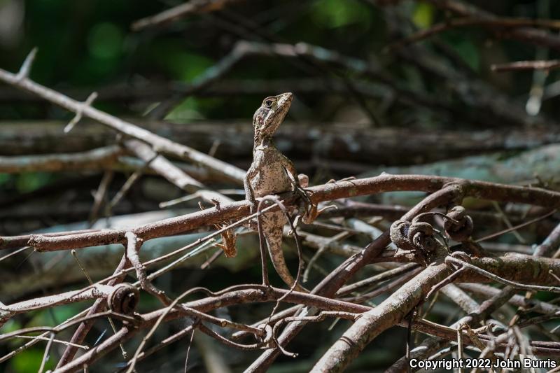 Brown Basilisk (Basiliscus vittatus)