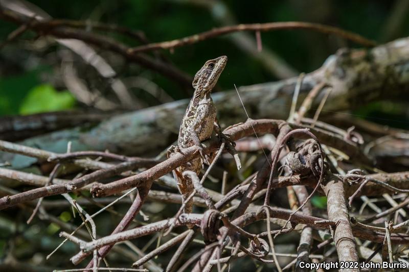 Brown Basilisk (Basiliscus vittatus)