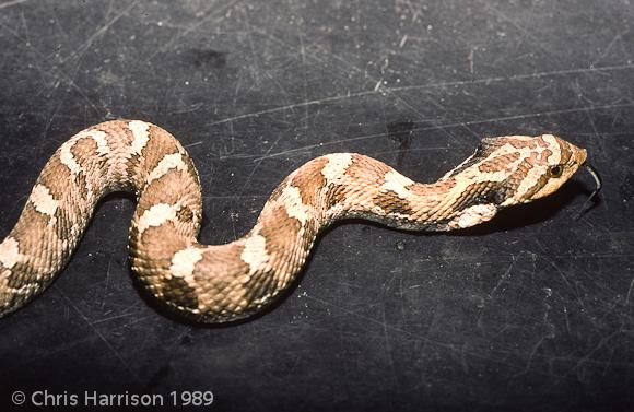 Eastern Hog-nosed Snake (Heterodon platirhinos)