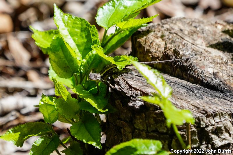 Yellow-spotted Spiny Lizard (Sceloporus chrysostictus)