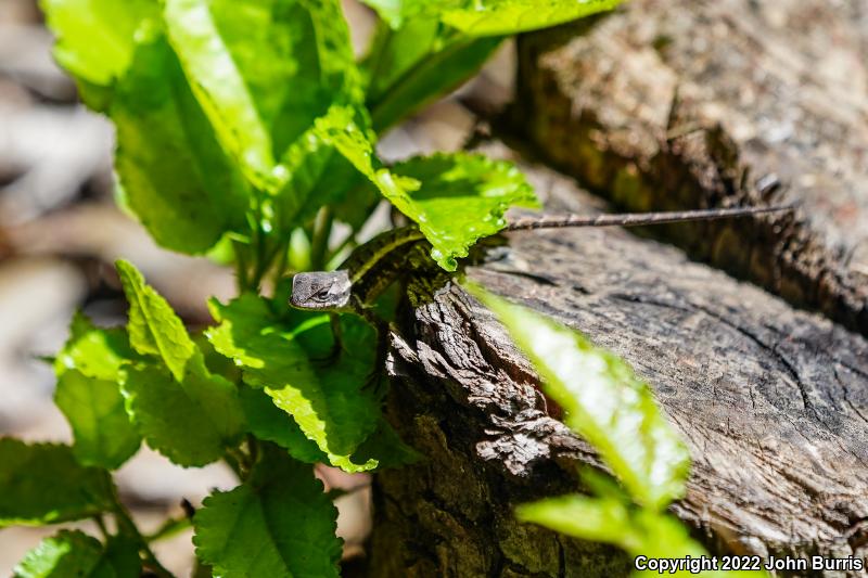 Yellow-spotted Spiny Lizard (Sceloporus chrysostictus)