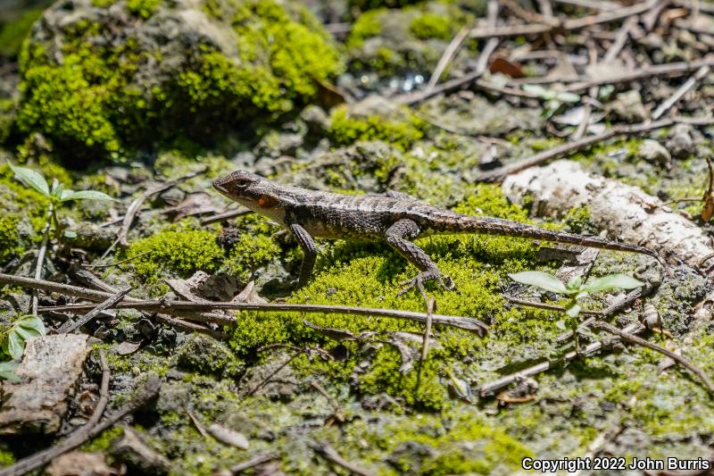 Yellow-spotted Spiny Lizard (Sceloporus chrysostictus)