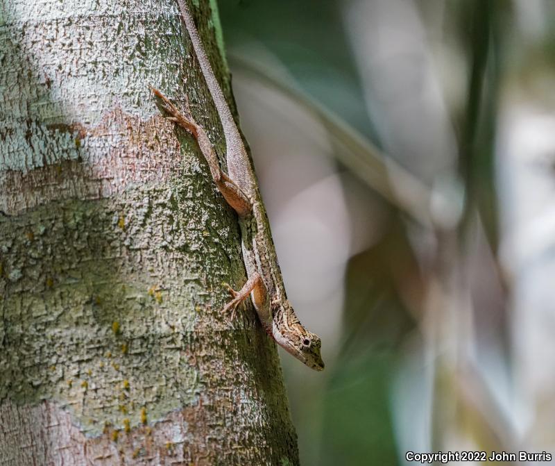 Ghost Anole (Anolis lemurinus)