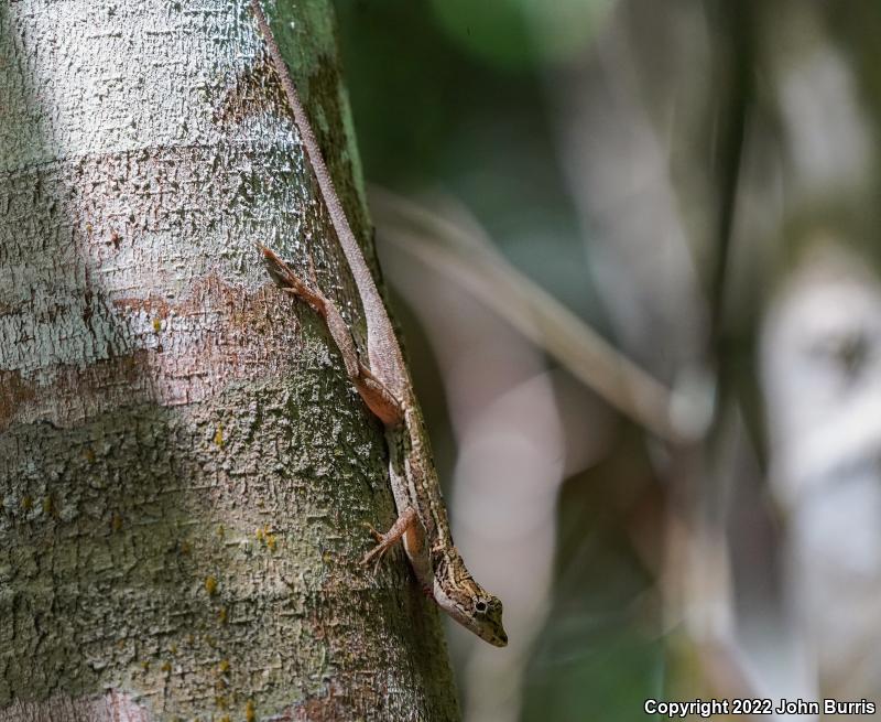 Ghost Anole (Anolis lemurinus)