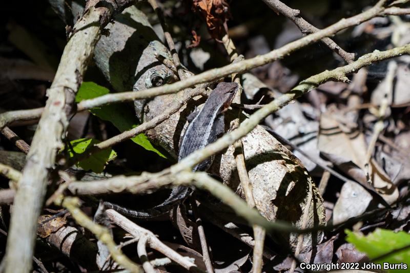 Yellow-spotted Spiny Lizard (Sceloporus chrysostictus)