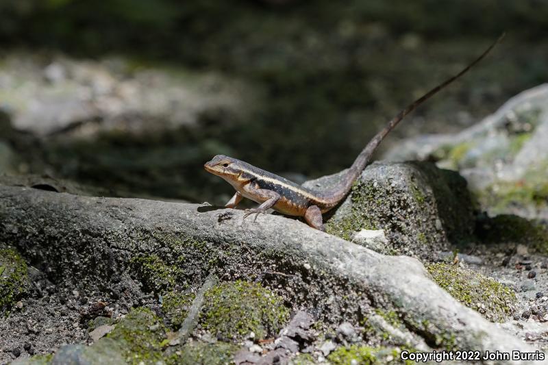 Yellow-spotted Spiny Lizard (Sceloporus chrysostictus)