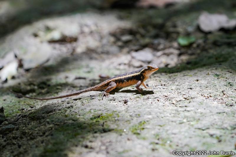 Yellow-spotted Spiny Lizard (Sceloporus chrysostictus)