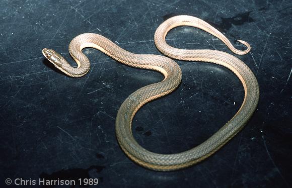 Graham's Crayfish Snake (Regina grahamii)