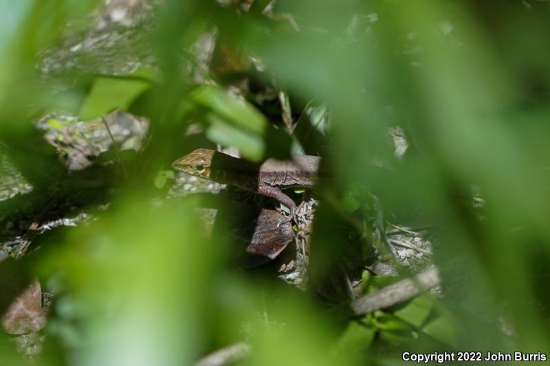 Rainbow Ameiva (Ameiva undulata)