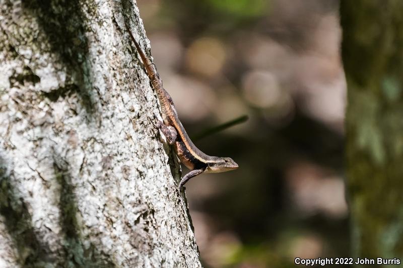 Yellow-spotted Spiny Lizard (Sceloporus chrysostictus)