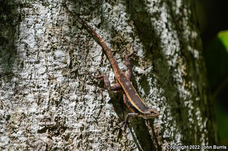 Yellow-spotted Spiny Lizard (Sceloporus chrysostictus)