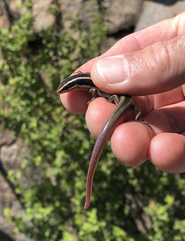 Western Redtail Skink (Plestiodon gilberti rubricaudatus)