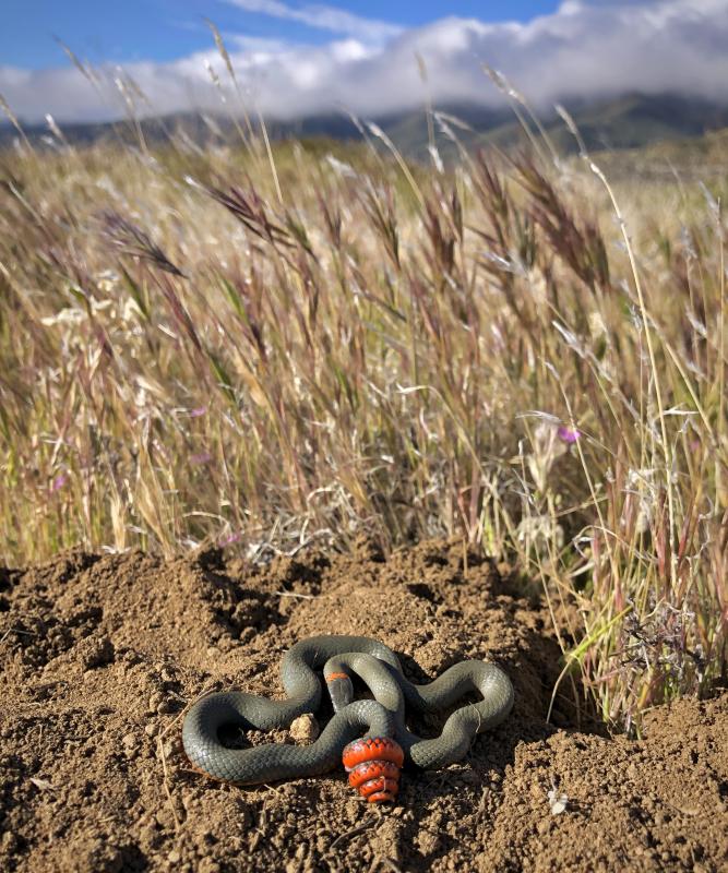 San Diego Ring-necked Snake (Diadophis punctatus similis)