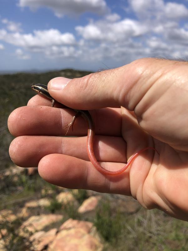 Western Redtail Skink (Plestiodon gilberti rubricaudatus)