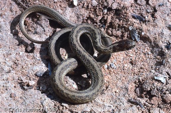 Texas Brownsnake (Storeria dekayi texana)