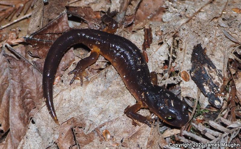 Yellow-eyed Ensatina (Ensatina eschscholtzii xanthoptica)