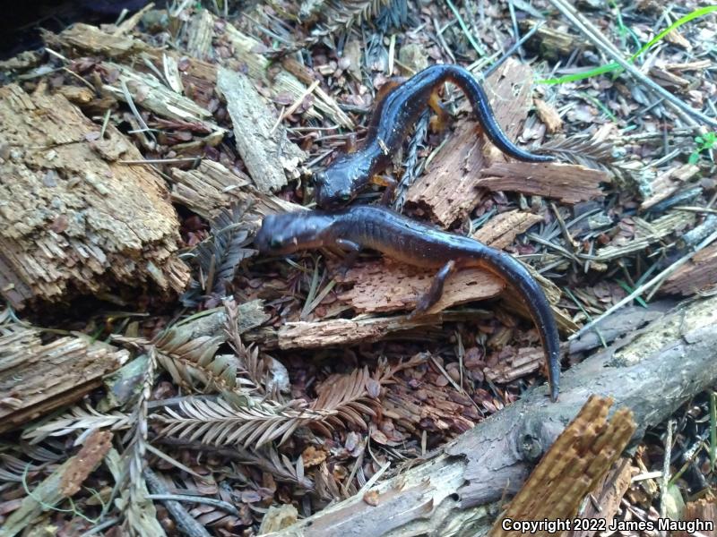 Yellow-eyed Ensatina (Ensatina eschscholtzii xanthoptica)