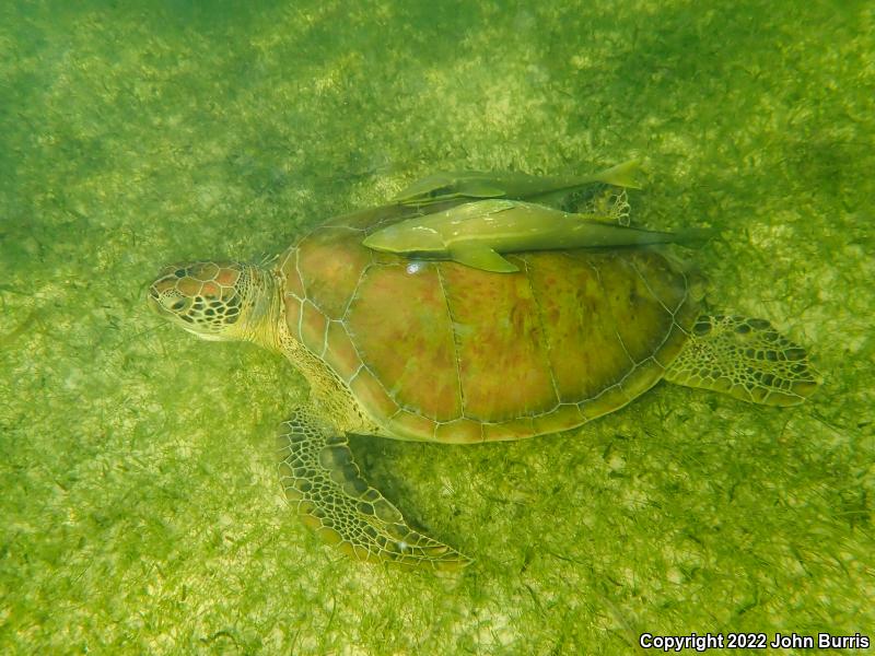 Green Sea Turtle (Chelonia mydas)