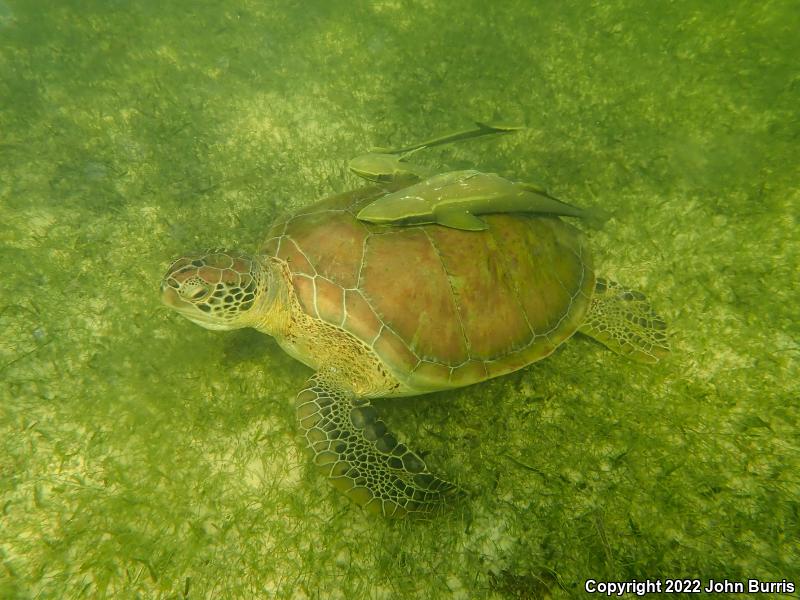 Green Sea Turtle (Chelonia mydas)