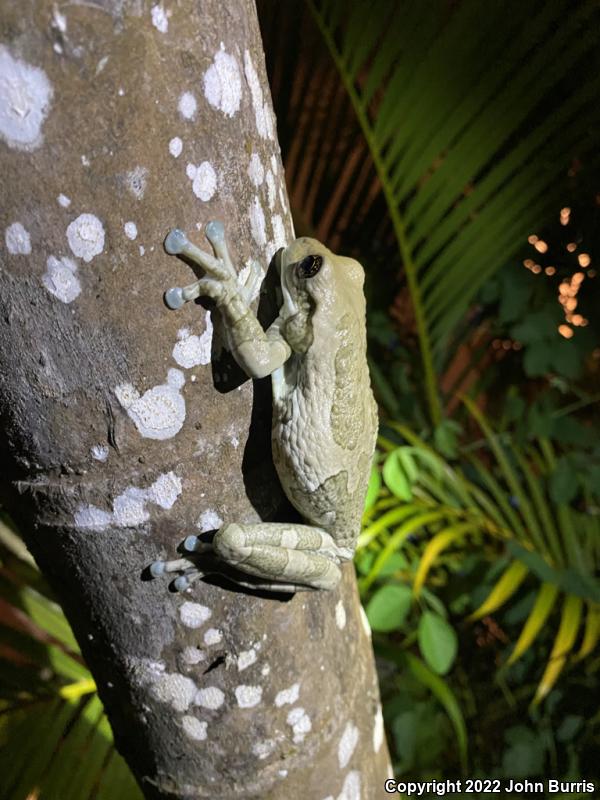 Veined Treefrog (Trachycephalus venulosus)
