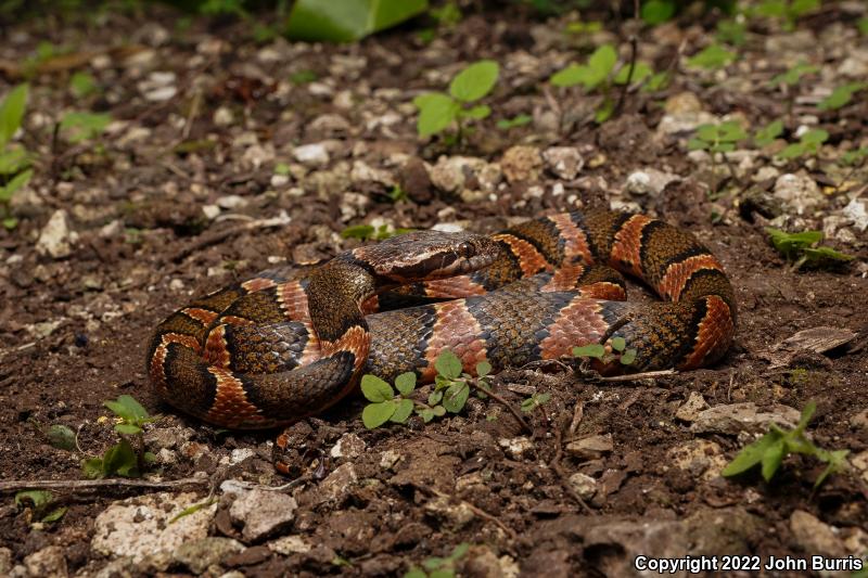 Rain Forest Cat-eyed Snake (Leptodeira frenata)