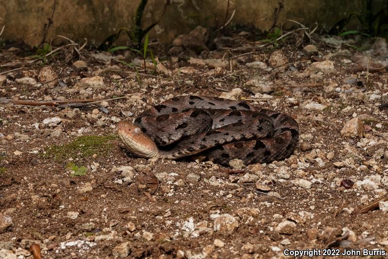 Terciopelo (Bothrops asper)