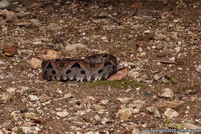 Terciopelo (Bothrops asper)