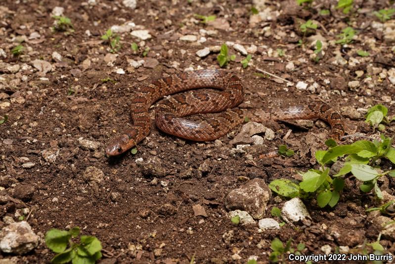 Blotched Hook-nosed Snake (Ficimia publia)