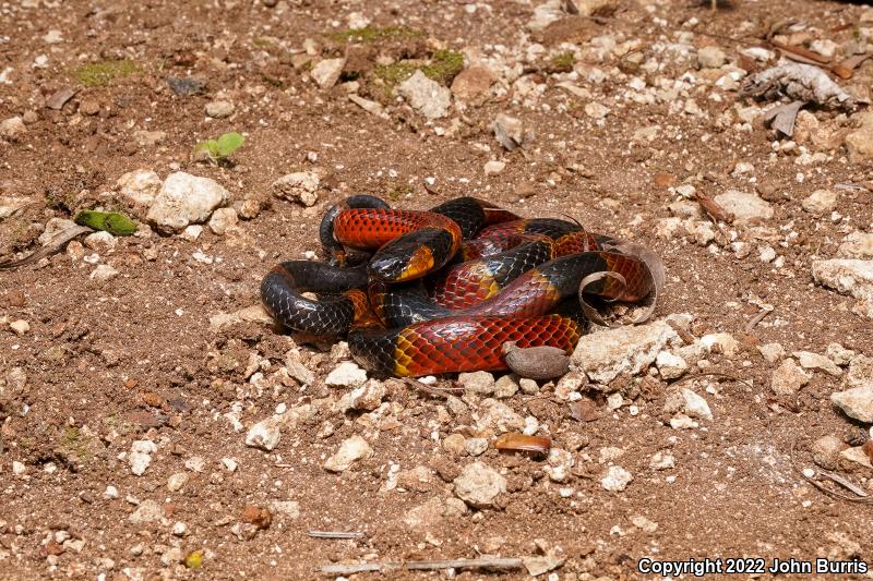 Variable Coralsnake (Micrurus diastema)