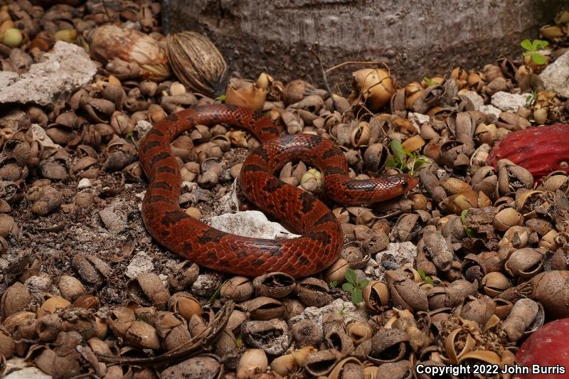 Blotched Hook-nosed Snake (Ficimia publia)