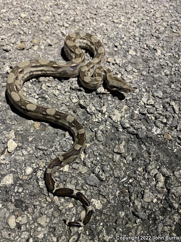 Mexican Boa Constrictor (Boa constrictor imperator)