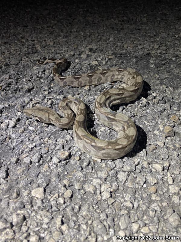 Mexican Boa Constrictor (Boa constrictor imperator)