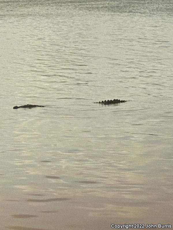 American Crocodile (Crocodylus acutus)