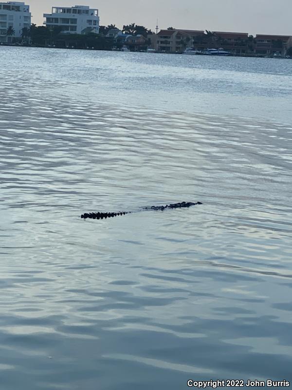 American Crocodile (Crocodylus acutus)